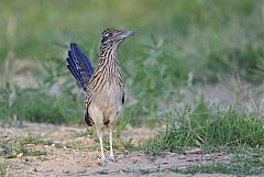 Greater Roadrunner